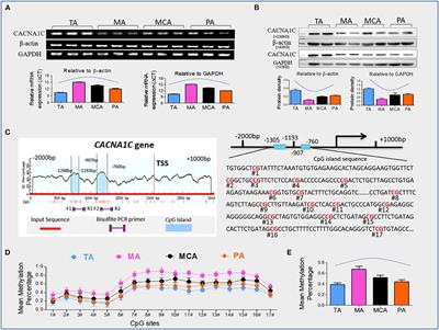 Unveiling the Role of DNA Methylation in Vascular CACNA1C Tissue–Specific Expression